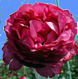 Garden Roses Yves Piaget 72 Roses